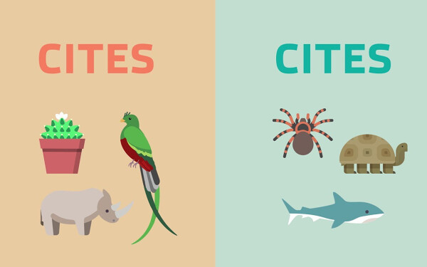 What is a CITES permit?