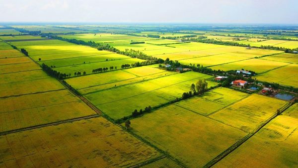 Mua đất của người được giao đất không đúng thấm quyền có được cấp sổ đỏ không?